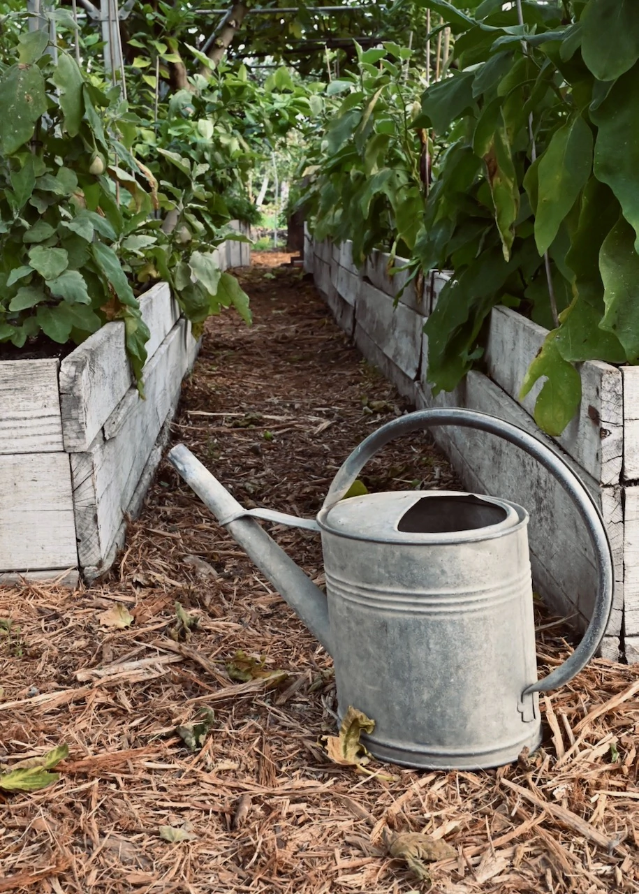 Vieil arrosoir en zinc posé dans une allée paillée, entre deux bandes de buttes de culture bordées de bois